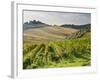 Italy, Tuscany. Rows of Vines and Olive Groves Carpet the Countryside-Julie Eggers-Framed Photographic Print