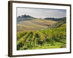 Italy, Tuscany. Rows of Vines and Olive Groves Carpet the Countryside-Julie Eggers-Framed Photographic Print