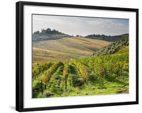 Italy, Tuscany. Rows of Vines and Olive Groves Carpet the Countryside-Julie Eggers-Framed Photographic Print