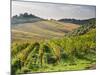 Italy, Tuscany. Rows of Vines and Olive Groves Carpet the Countryside-Julie Eggers-Mounted Photographic Print