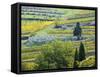 Italy, Tuscany. Rows of Vines and Olive Groves Carpet the Countryside-Julie Eggers-Framed Stretched Canvas