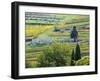 Italy, Tuscany. Rows of Vines and Olive Groves Carpet the Countryside-Julie Eggers-Framed Premium Photographic Print