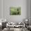 Italy, Tuscany. Rows of Vines and Olive Groves Carpet the Countryside-Julie Eggers-Photographic Print displayed on a wall