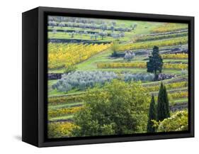 Italy, Tuscany. Rows of Vines and Olive Groves Carpet the Countryside-Julie Eggers-Framed Stretched Canvas