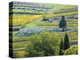 Italy, Tuscany. Rows of Vines and Olive Groves Carpet the Countryside-Julie Eggers-Stretched Canvas