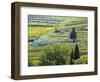 Italy, Tuscany. Rows of Vines and Olive Groves Carpet the Countryside-Julie Eggers-Framed Photographic Print