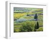 Italy, Tuscany. Rows of Vines and Olive Groves Carpet the Countryside-Julie Eggers-Framed Photographic Print