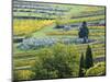Italy, Tuscany. Rows of Vines and Olive Groves Carpet the Countryside-Julie Eggers-Mounted Photographic Print