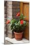 Italy, Tuscany, San Gimignano. Red hibiscus flower in a pot on the doorstep of a home-Julie Eggers-Mounted Photographic Print