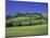 Italy, Tuscany, Siena, Chianciano Terme, Landscape at La Foce-Udo Siebig-Mounted Photographic Print