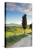 Italy, Tuscany, Siena District, Orcia Valley, Country Road Near Pienza.-Francesco Iacobelli-Stretched Canvas