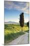 Italy, Tuscany, Siena District, Orcia Valley, Country Road Near Pienza.-Francesco Iacobelli-Mounted Photographic Print