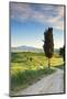 Italy, Tuscany, Siena District, Orcia Valley, Country Road Near Pienza.-Francesco Iacobelli-Mounted Photographic Print
