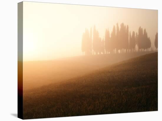 Italy, Tuscany, Siena District, Orcia Valley, Cypress on the Hill Near San Quirico D'Orcia-Francesco Iacobelli-Stretched Canvas