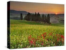 Italy, Tuscany, Siena District, Orcia Valley, Cypress on the Hill Near San Quirico D'Orcia-Francesco Iacobelli-Stretched Canvas