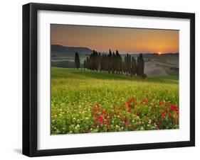 Italy, Tuscany, Siena District, Orcia Valley, Cypress on the Hill Near San Quirico D'Orcia-Francesco Iacobelli-Framed Photographic Print