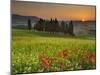 Italy, Tuscany, Siena District, Orcia Valley, Cypress on the Hill Near San Quirico D'Orcia-Francesco Iacobelli-Mounted Photographic Print