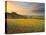 Italy, Tuscany, Siena District, Orcia Valley, Podere Belvedere Near San Quirico D'Orcia-Francesco Iacobelli-Stretched Canvas