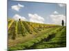 Italy, Tuscany. Steep Hills of Vineyards in the Chianti Region-Julie Eggers-Mounted Premium Photographic Print