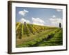 Italy, Tuscany. Steep Hills of Vineyards in the Chianti Region-Julie Eggers-Framed Photographic Print