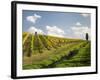 Italy, Tuscany. Steep Hills of Vineyards in the Chianti Region-Julie Eggers-Framed Photographic Print