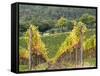 Italy, Tuscany. Steep Hills of Vineyards in the Chianti Region-Julie Eggers-Framed Stretched Canvas