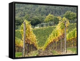 Italy, Tuscany. Steep Hills of Vineyards in the Chianti Region-Julie Eggers-Framed Stretched Canvas