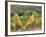 Italy, Tuscany. Steep Hills of Vineyards in the Chianti Region-Julie Eggers-Framed Photographic Print