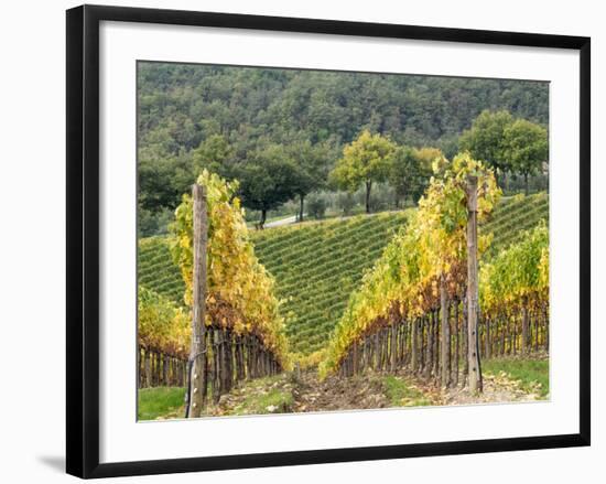 Italy, Tuscany. Steep Hills of Vineyards in the Chianti Region-Julie Eggers-Framed Photographic Print