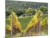 Italy, Tuscany. Steep Hills of Vineyards in the Chianti Region-Julie Eggers-Mounted Photographic Print