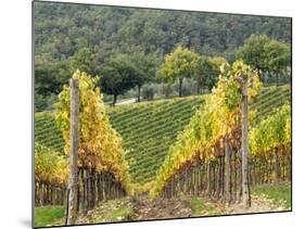 Italy, Tuscany. Steep Hills of Vineyards in the Chianti Region-Julie Eggers-Mounted Photographic Print