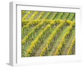 Italy, Tuscany. Steep Hills of Vineyards in the Chianti Region-Julie Eggers-Framed Premium Photographic Print