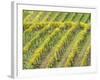 Italy, Tuscany. Steep Hills of Vineyards in the Chianti Region-Julie Eggers-Framed Photographic Print