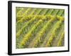 Italy, Tuscany. Steep Hills of Vineyards in the Chianti Region-Julie Eggers-Framed Photographic Print