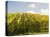 Italy, Tuscany. Steep Hills of Vineyards in the Chianti Region-Julie Eggers-Stretched Canvas