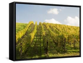 Italy, Tuscany. Steep Hills of Vineyards in the Chianti Region-Julie Eggers-Framed Stretched Canvas