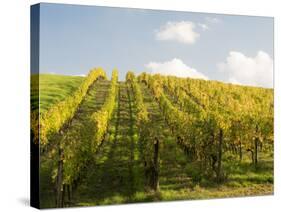 Italy, Tuscany. Steep Hills of Vineyards in the Chianti Region-Julie Eggers-Stretched Canvas