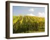 Italy, Tuscany. Steep Hills of Vineyards in the Chianti Region-Julie Eggers-Framed Premium Photographic Print