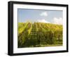 Italy, Tuscany. Steep Hills of Vineyards in the Chianti Region-Julie Eggers-Framed Premium Photographic Print