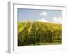 Italy, Tuscany. Steep Hills of Vineyards in the Chianti Region-Julie Eggers-Framed Premium Photographic Print