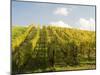 Italy, Tuscany. Steep Hills of Vineyards in the Chianti Region-Julie Eggers-Mounted Premium Photographic Print