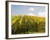 Italy, Tuscany. Steep Hills of Vineyards in the Chianti Region-Julie Eggers-Framed Photographic Print