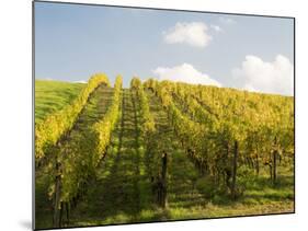 Italy, Tuscany. Steep Hills of Vineyards in the Chianti Region-Julie Eggers-Mounted Photographic Print