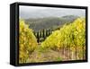 Italy, Tuscany. Steep Hills of Vineyards in the Chianti Region-Julie Eggers-Framed Stretched Canvas