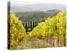 Italy, Tuscany. Steep Hills of Vineyards in the Chianti Region-Julie Eggers-Stretched Canvas