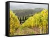 Italy, Tuscany. Steep Hills of Vineyards in the Chianti Region-Julie Eggers-Framed Stretched Canvas