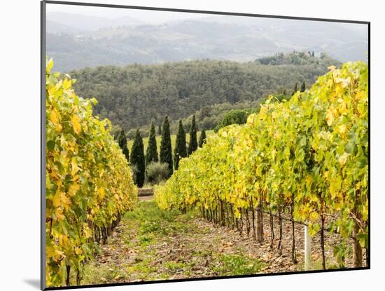 Italy, Tuscany. Steep Hills of Vineyards in the Chianti Region-Julie Eggers-Mounted Premium Photographic Print