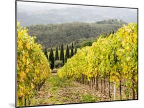 Italy, Tuscany. Steep Hills of Vineyards in the Chianti Region-Julie Eggers-Mounted Premium Photographic Print