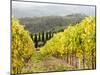 Italy, Tuscany. Steep Hills of Vineyards in the Chianti Region-Julie Eggers-Mounted Photographic Print