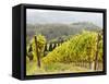 Italy, Tuscany. Steep Hills of Vineyards in the Chianti Region-Julie Eggers-Framed Stretched Canvas